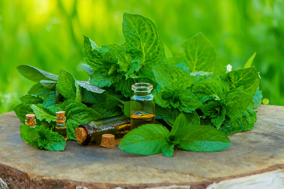 Top 8 Benefits of Using Herbal Medicine