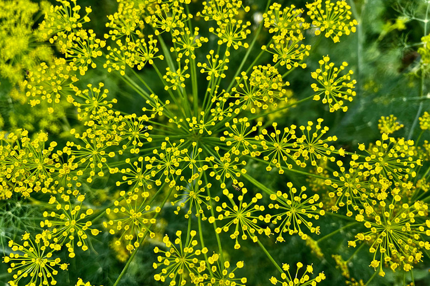 Biscuitroot (Lomatium), a traditional root food