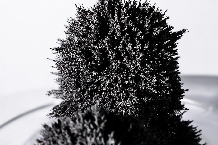 Black tree lichen (Bryoria fremontii), also called black moss