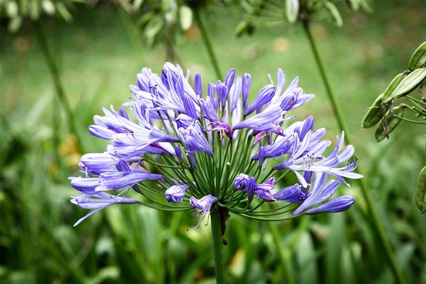 Common camas (Camassia quamash), a traditional root food