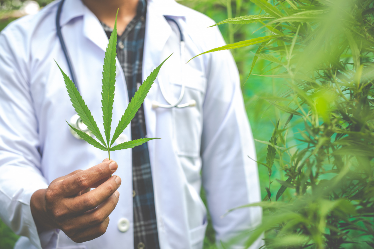 Cannabis in Cancer Treatment