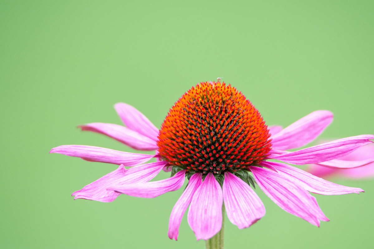 Echinacea