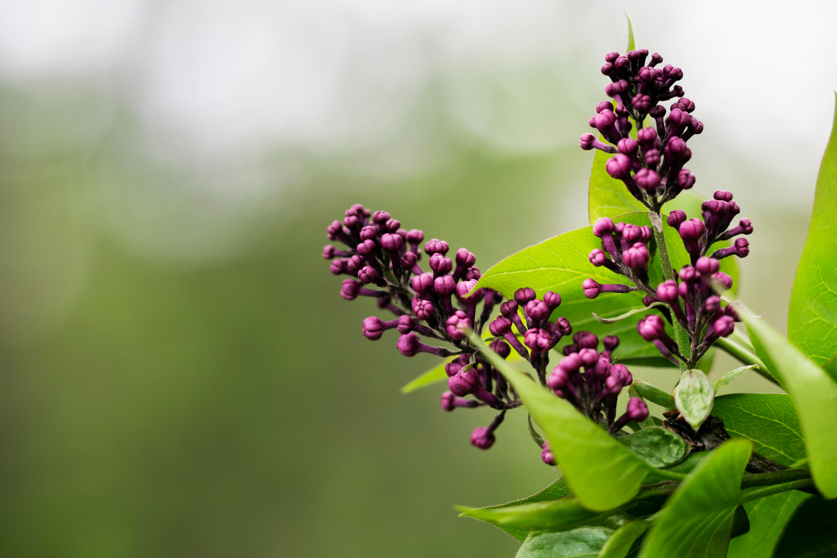 Elderberry