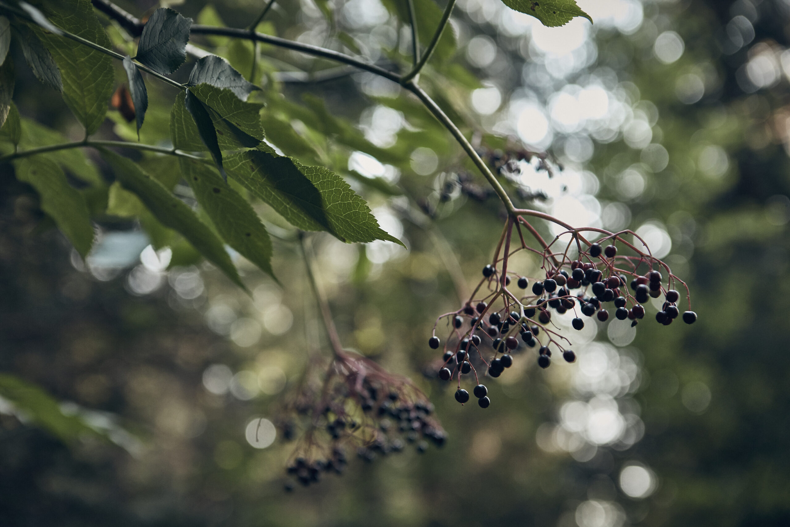 Is Elderberry Tea Good for You?