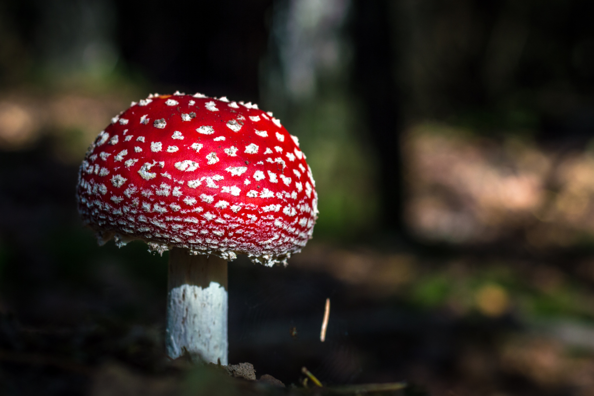 Entheogenic mushrooms and the evolution of human consciousness