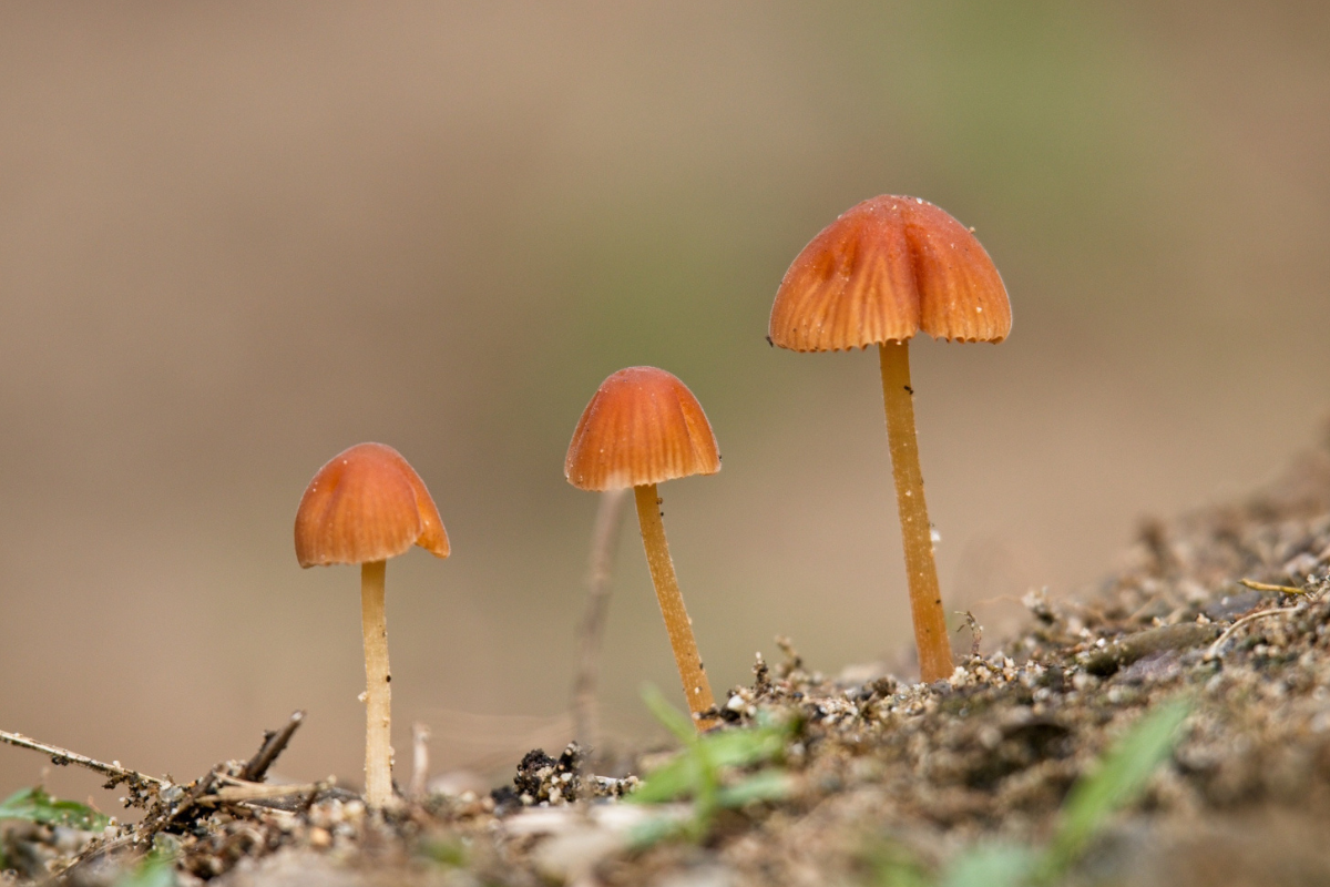 Psilocybin and Amanita muscaria mushrooms and the mind