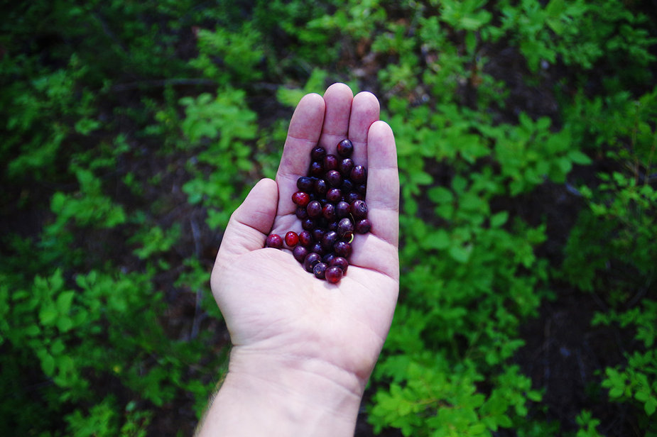 Huckleberries, a First Food of Central Oregon tribes