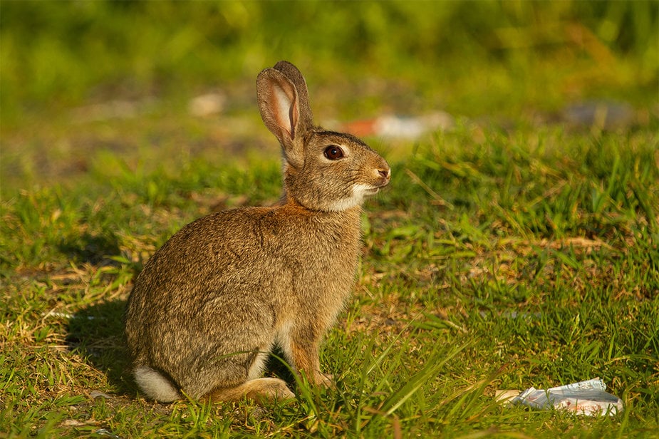 Jackrabbit, a traditional Paiute food