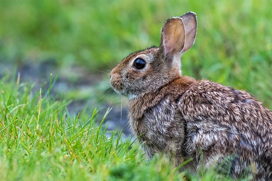 Mountain cottontail rabbit