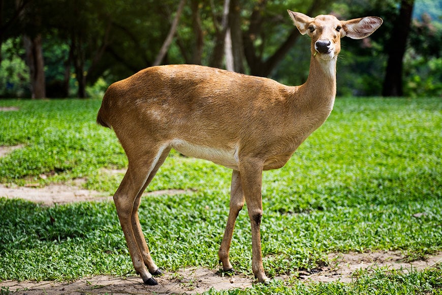 Mule deer, a traditional game food in Central Oregon