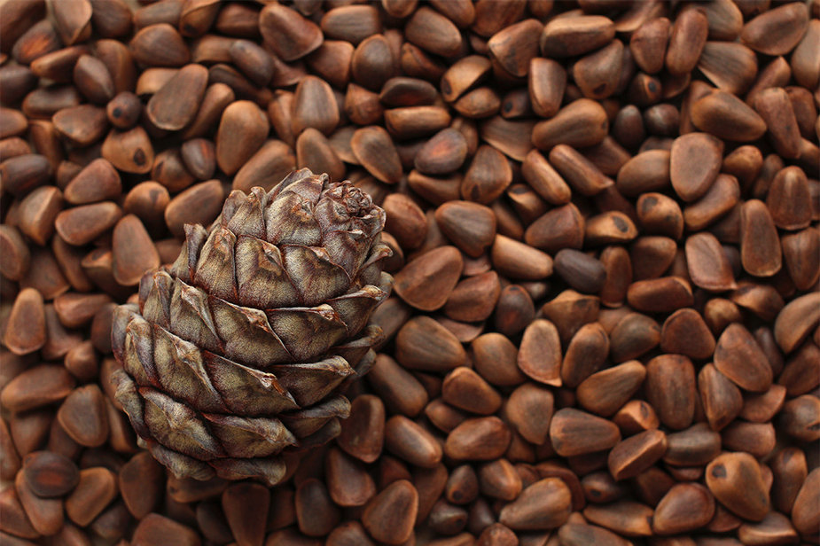 Pine nuts, a traditional Paiute food