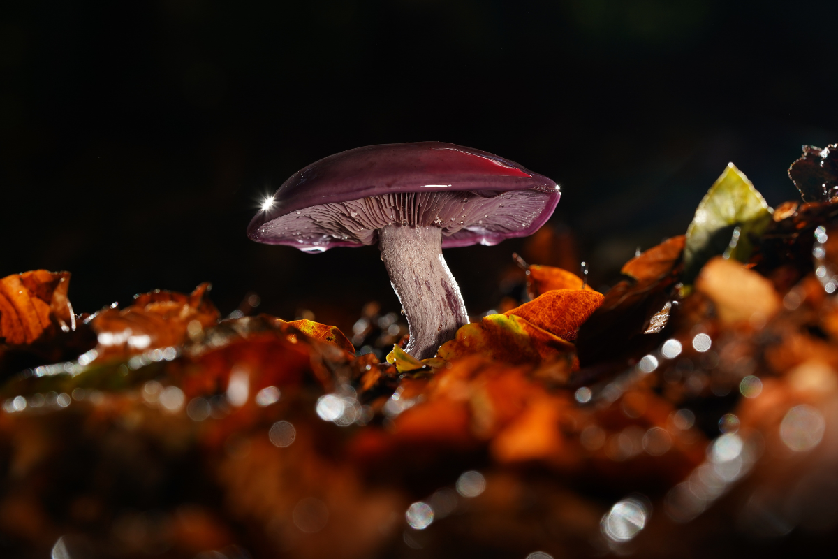 Reishi Mushroom