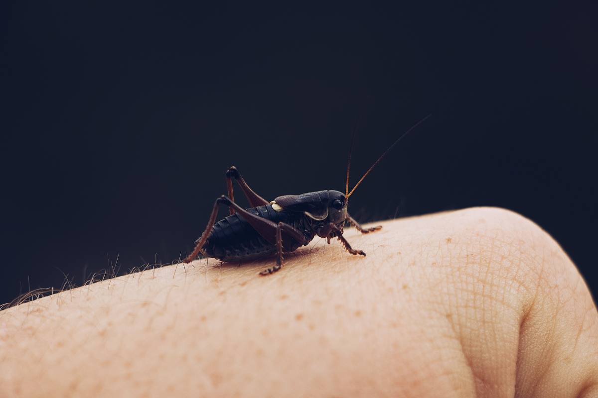 10 Actionable Steps For Tick-Borne Illness